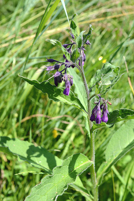 紫草科植物(Symphytum officinale)